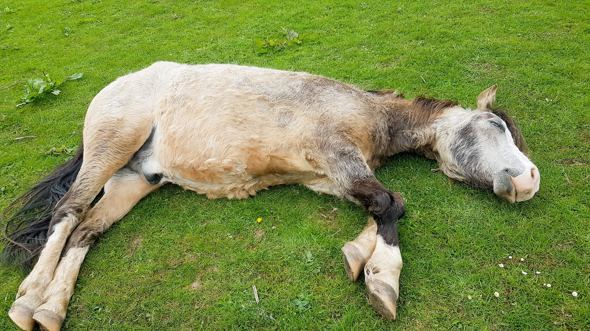 Dead to the world, pretty brown pony lies flat out in grassy field enjoying a sleep in the Spring sunshine.