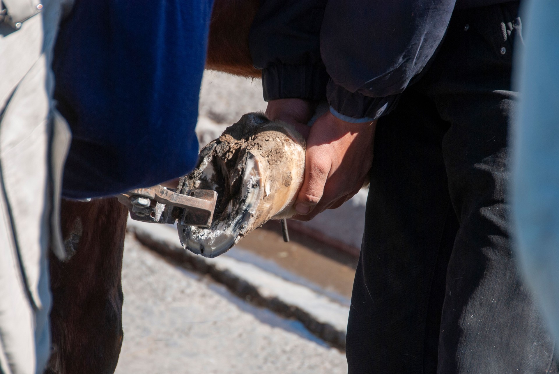 Horse Shoeing Farrier