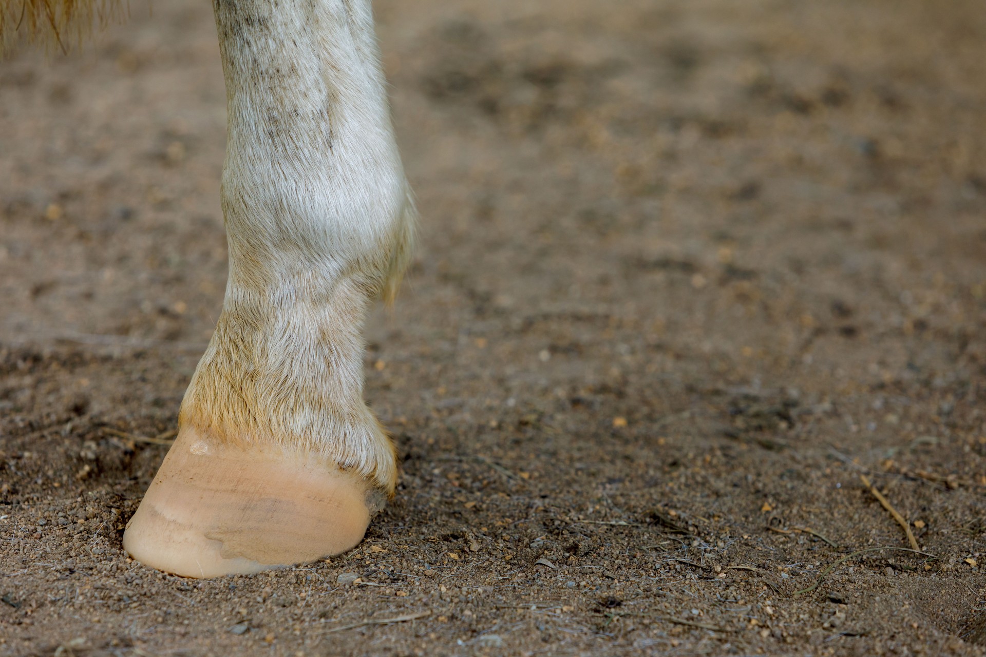 Detail View Of Horse's Hoof