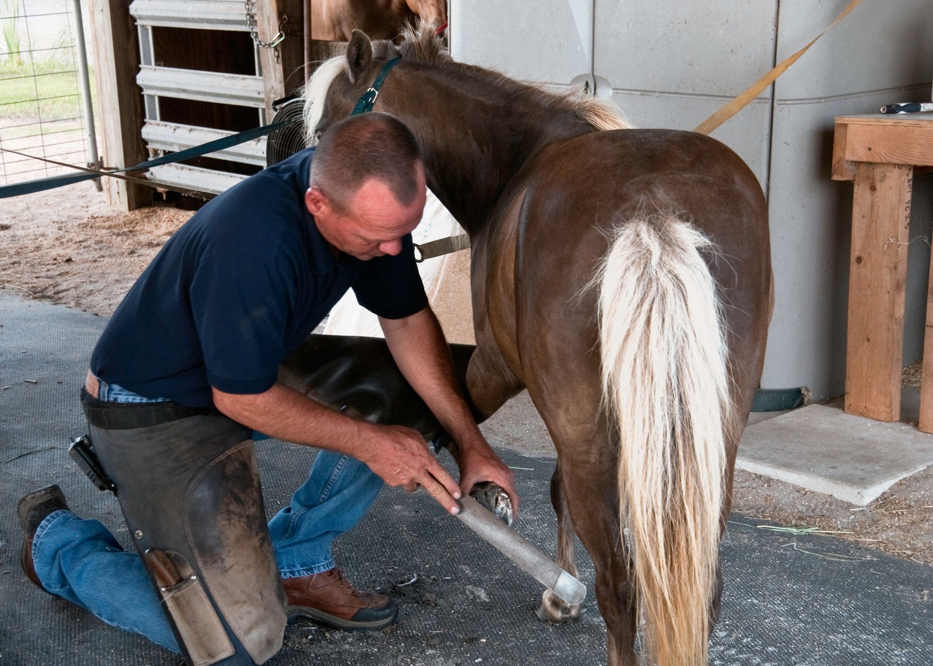 Farrier at work