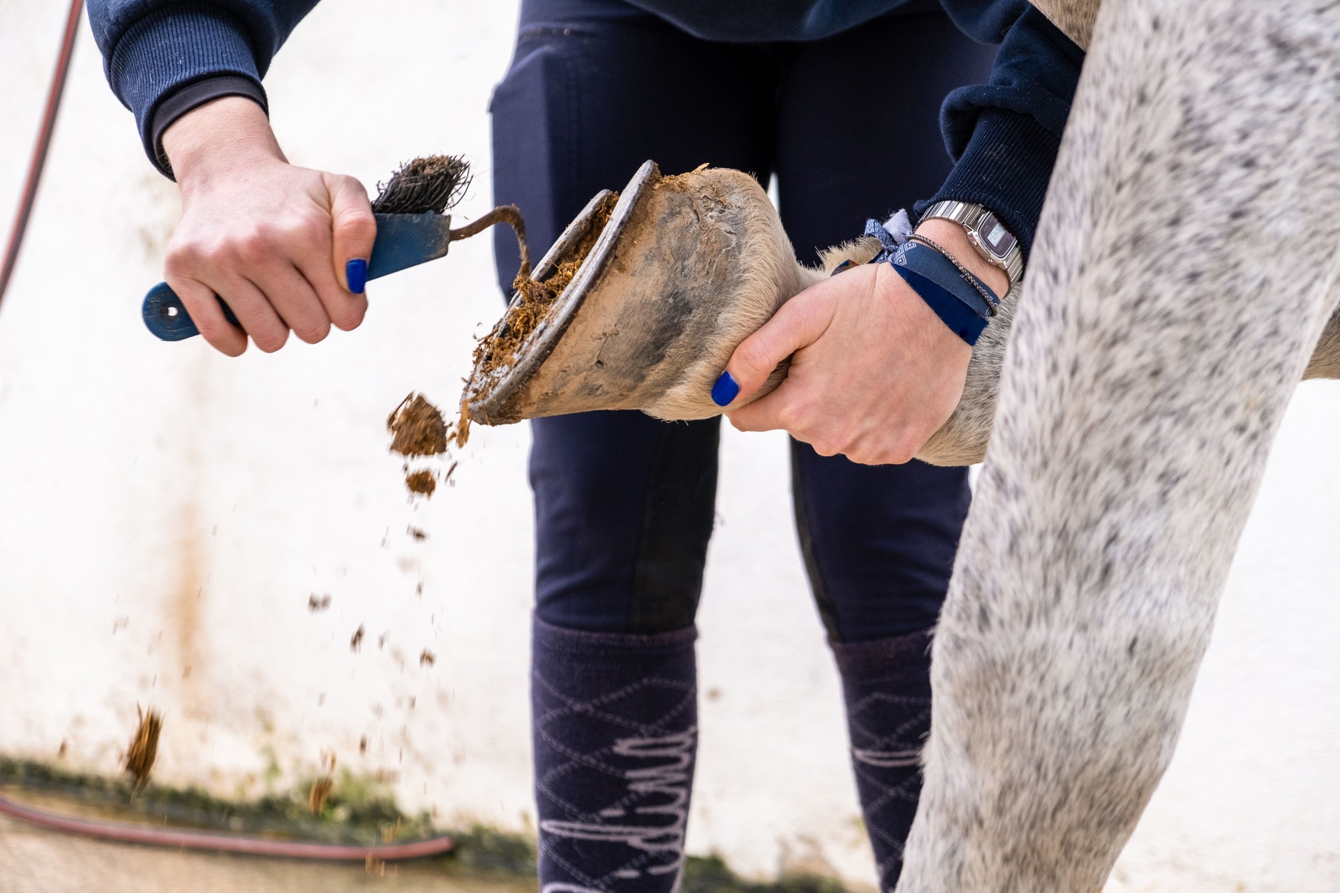 Girl cleaning a horse's shoe. Close up.